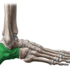 Calcaneus