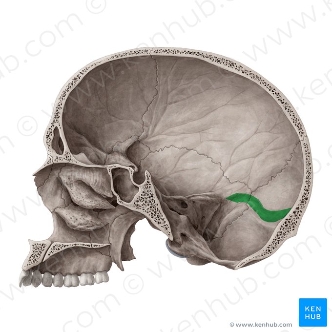 Sulcus sinus transversi ossis occipitalis (Graben des querverlaufenden Blutleiters des Hinterhauptbeins); Bild: Yousun Koh