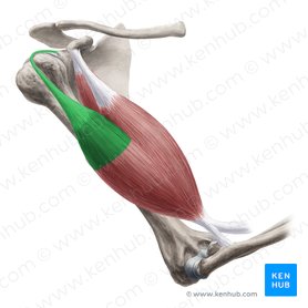 Cabeça longa do músculo bíceps braquial (Caput longum musculi bicipitis brachii); Imagem: Yousun Koh