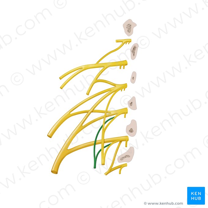 Nervio obturador accesorio (Nervus obturatorius accessorius); Imagen: Begoña Rodriguez