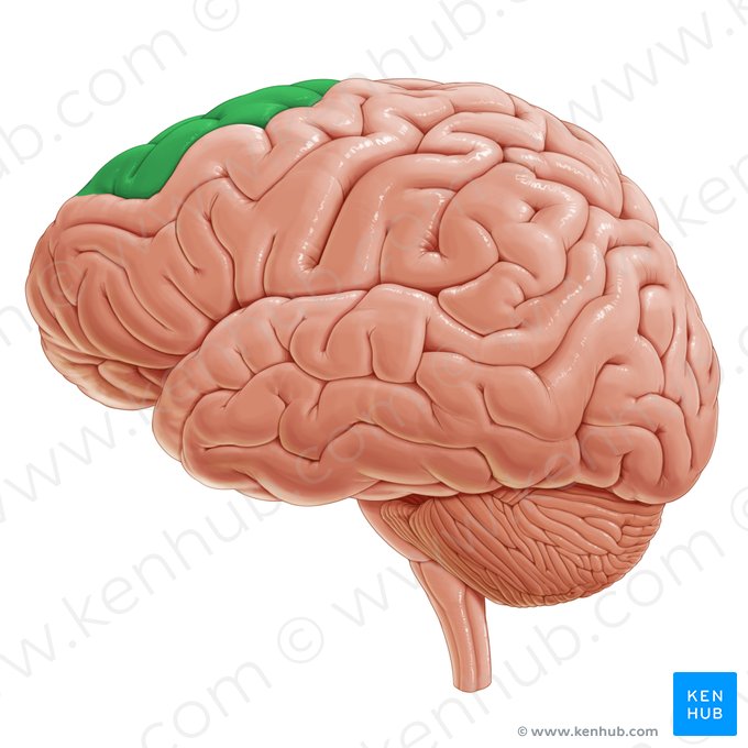 Giro frontal superior (Gyrus frontalis superior); Imagen: Paul Kim