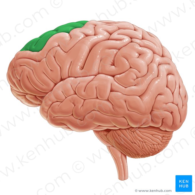 Superior frontal gyrus (Gyrus frontalis superior); Image: Paul Kim