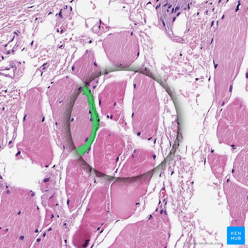 Endomysium - histological slide