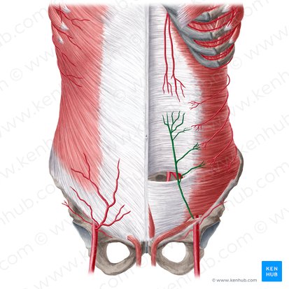 Arteria epigastrica inferior (Untere Bauchdeckenarterie); Bild: Yousun Koh