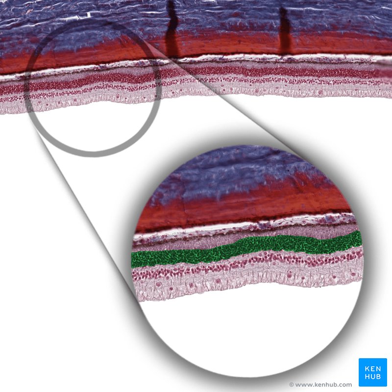 Outer nuclear layer - histological slide