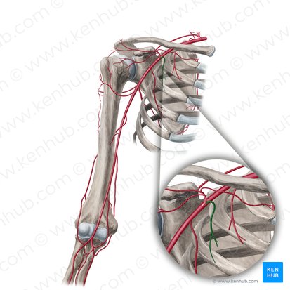 Pectoral branches of thoracoacromial artery (Rami pectorales arteriae thoracoacromialis); Image: Yousun Koh