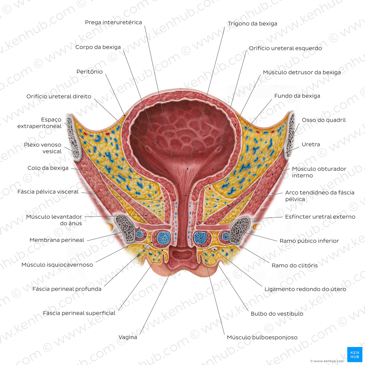 Bexiga feminina e uretra - um diagrama