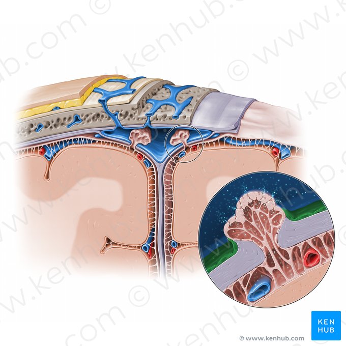 Endotélio (Endothelium); Imagem: Paul Kim