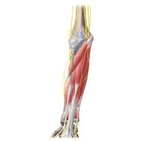 Antebrachial cutaneous nerves