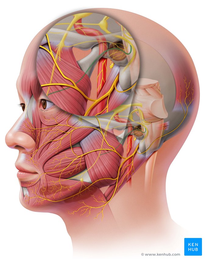 Chorda tympani - lateral-left view