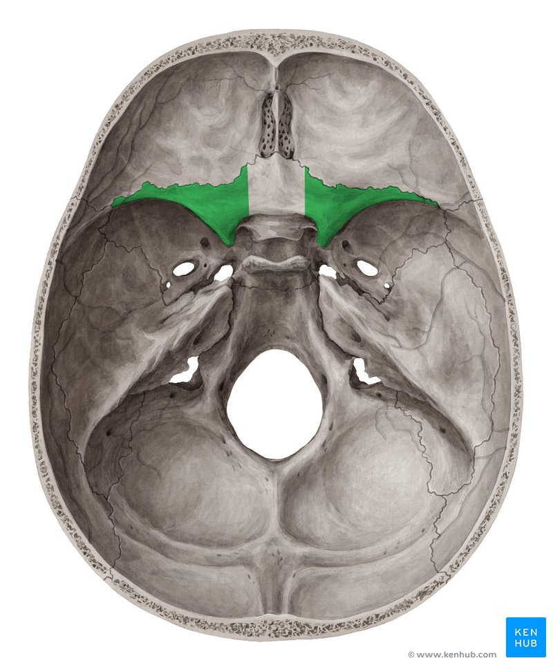 Asa menor do esfenoide (verde) - vista superior