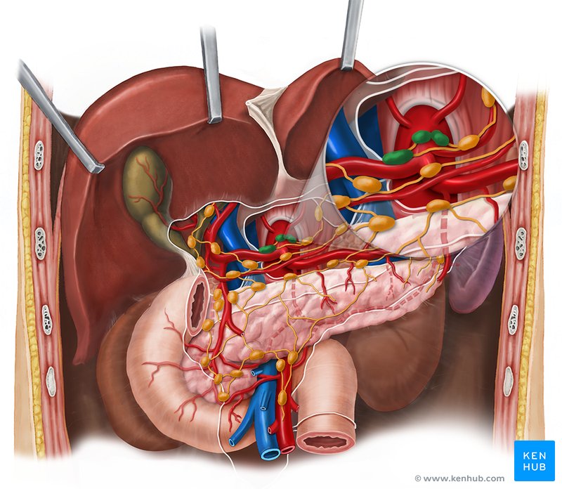 Celiac lymph nodes (green) with associated lymph nodes - ventral view