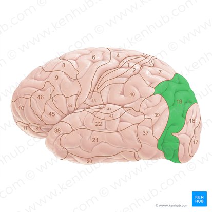 Brodmann area 19 (Area Brodmann 19); Image: Paul Kim