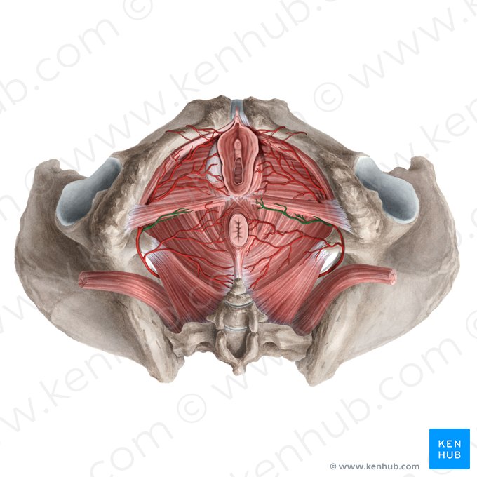 Perineal artery (Arteria perinealis); Image: Rebecca Betts