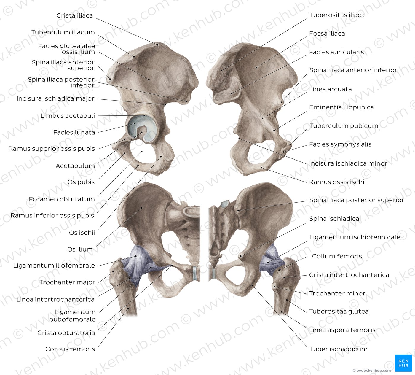 Os ilium (Darmbein) Anatomie, Gelenke, Klinik Kenhub