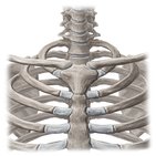 Sternoclavicular joint