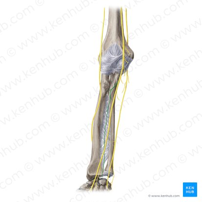 Nervo interósseo anterior (Nervus interosseous anterior); Imagem: Yousun Koh