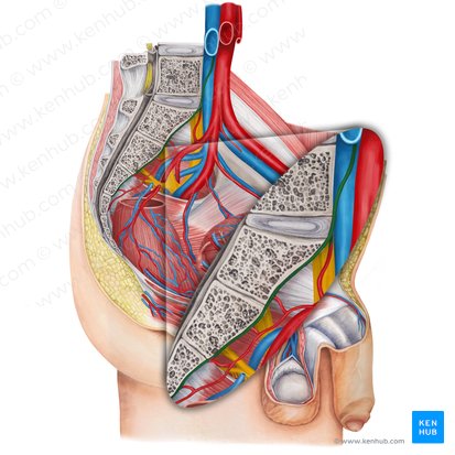 Median sacral artery (Arteria sacralis mediana); Image: Irina Münstermann
