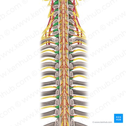 Ganglio espinal de los nervios espinales (Ganglia spinalia nervorum spinalium); Imagen: Rebecca Betts