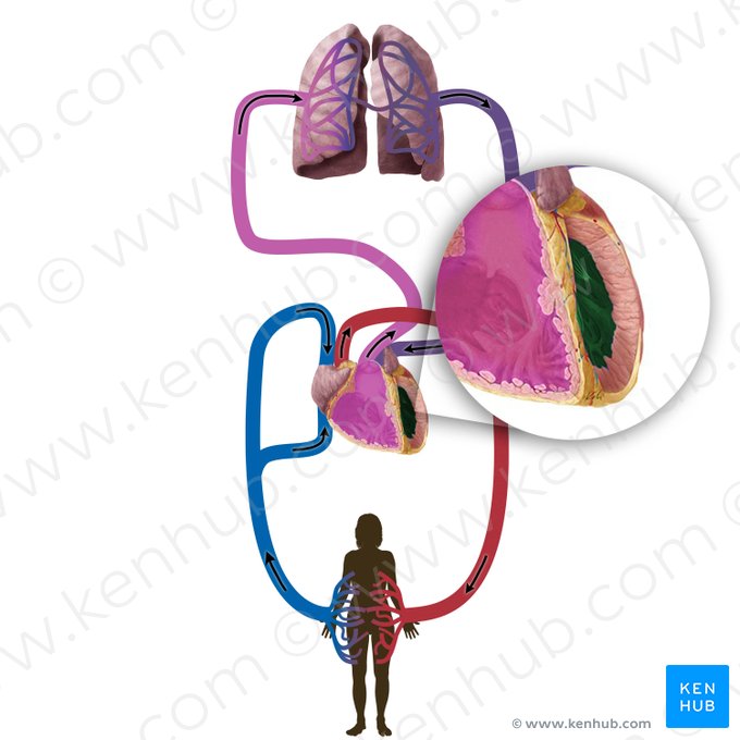 Ventrículo izquierdo (Ventriculus sinister cordis); Imagen: Begoña Rodriguez