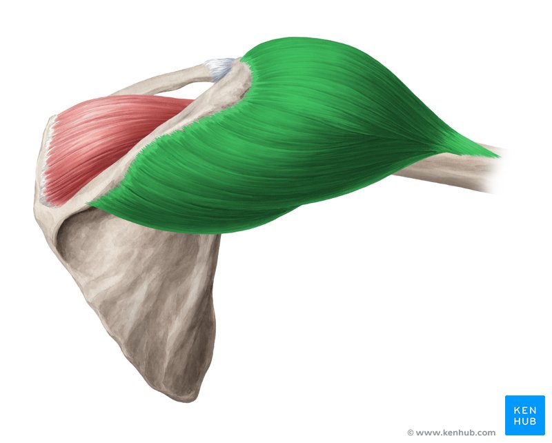 Músculo deltoide - vista posterior direita (verde)