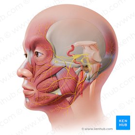 Nervo auricular posterior (Nervus auricularis posterior); Imagem: Paul Kim