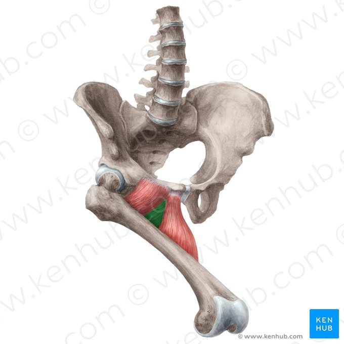 Musculus adductor brevis (Kurzer Oberschenkelanzieher); Bild: Liene Znotina