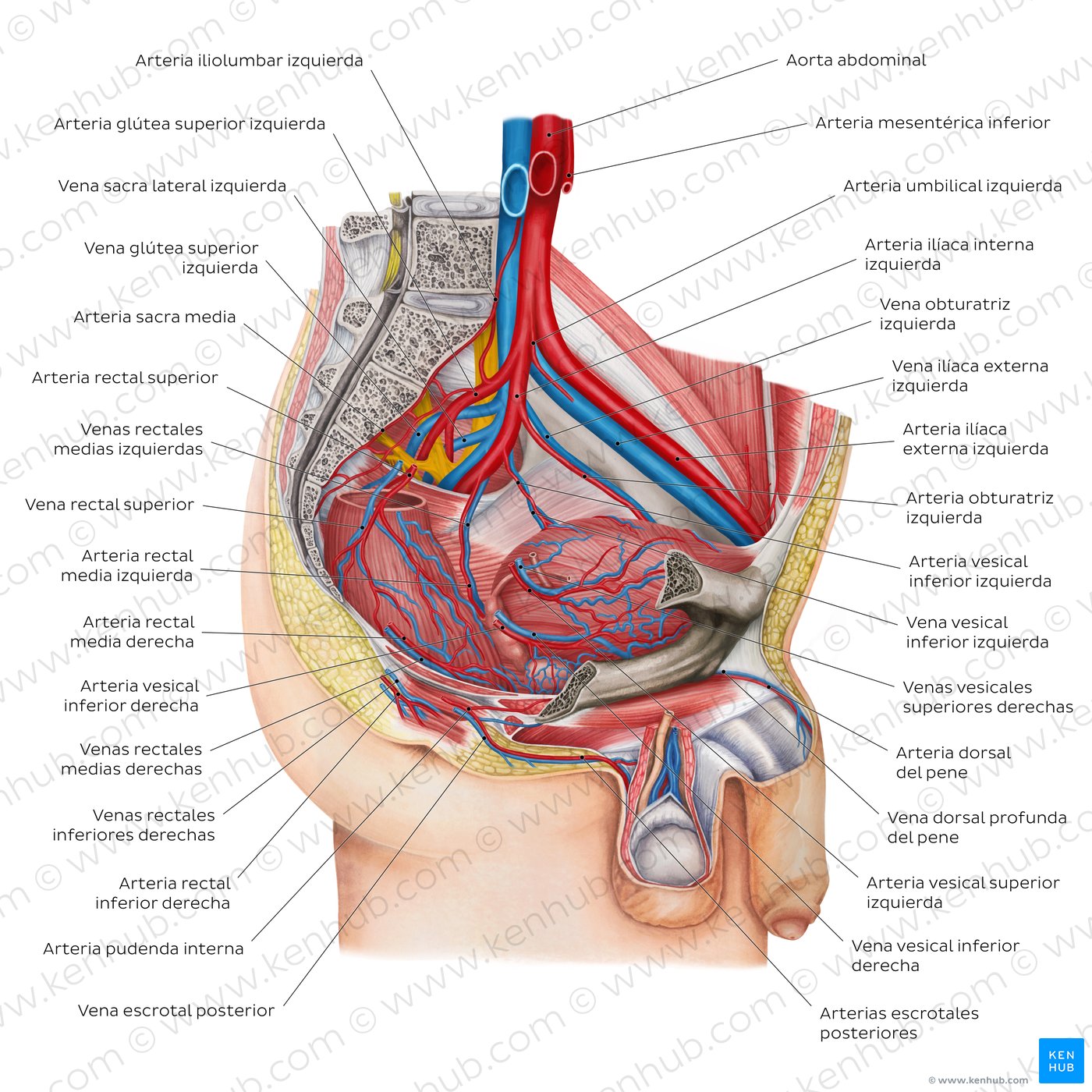 Arterias y venas de la pelvis masculina