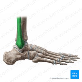 Fibula Anatomia Marcos Osseos E Aspectos Clinicos Kenhub