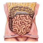 Organs of the digestive system