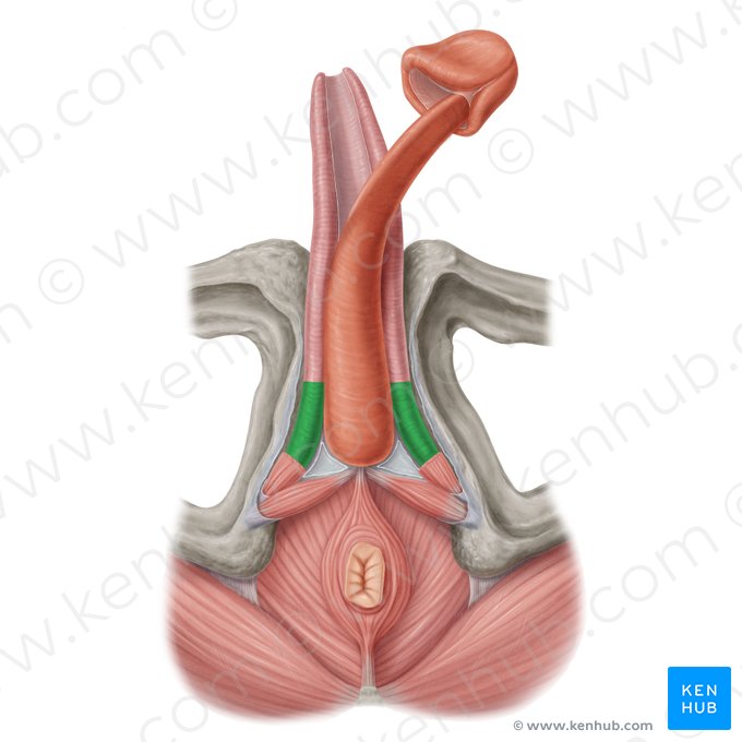 Crus penis (Schwellkörperschenkel des Penis); Bild: Samantha Zimmerman