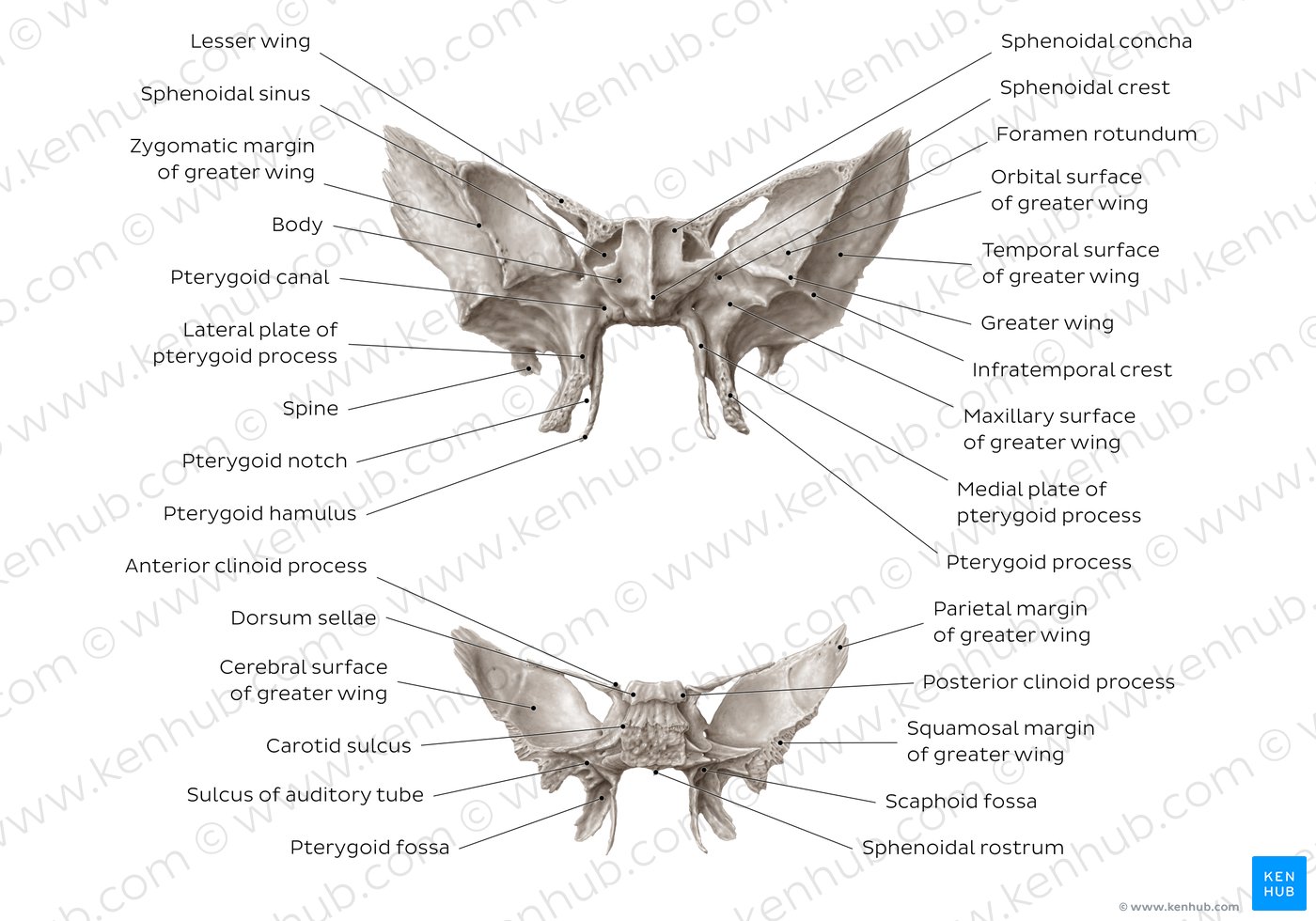 Sphenoid bone: Anatomy, function and development | Kenhub