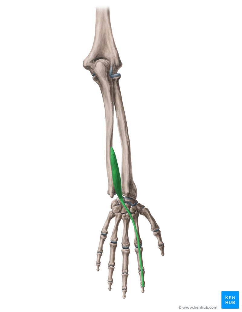 Músculo extensor do indicador