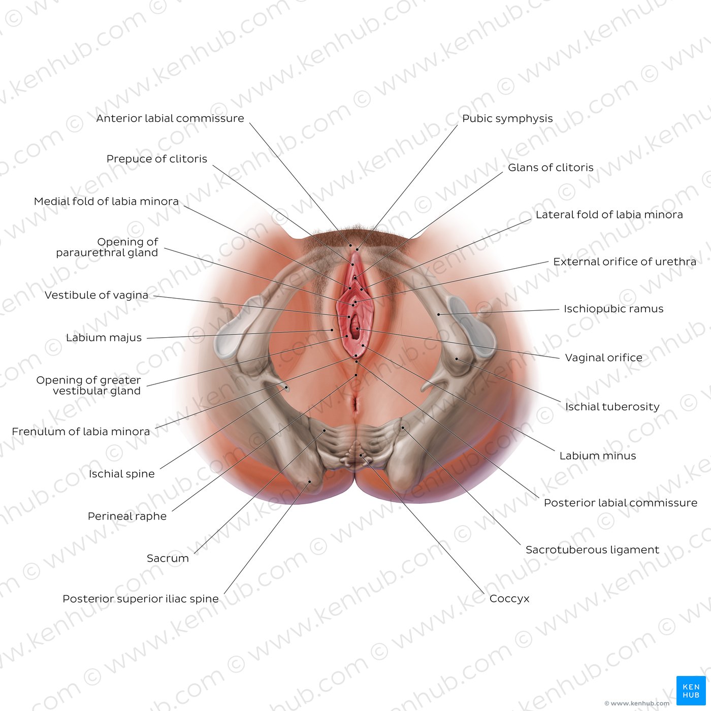 Clitoris: Location, structure, diagram | Kenhub