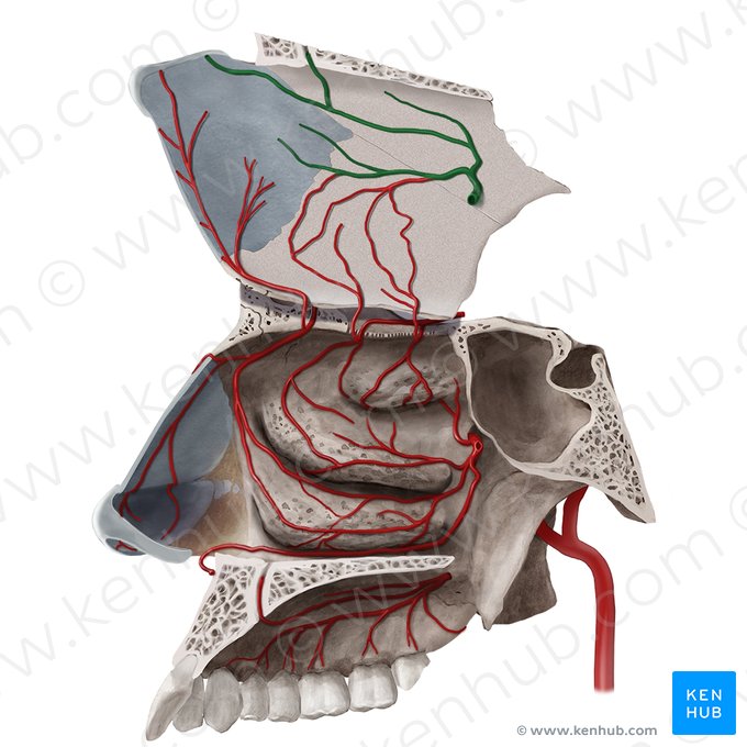 Ramos septais posteriores da artéria esfenopalatina (Rami septales posteriores arteriae sphenopalatinae); Imagem: Begoña Rodriguez