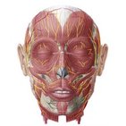 Mental nerve