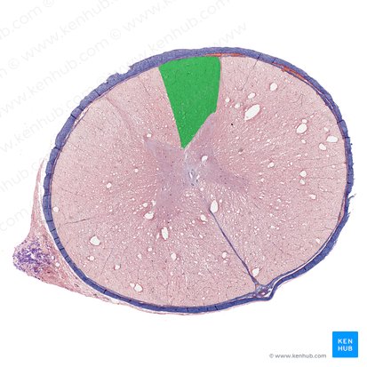 Funículo posterior da medula espinal (Funiculus posterior medullae spinalis); Imagem: 