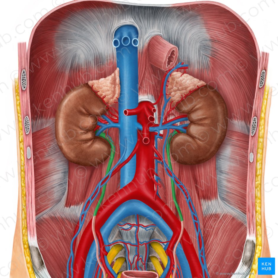 Urinary system: Organs, anatomy and clinical notes | Kenhub