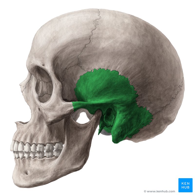 Temporal bone - lateral view