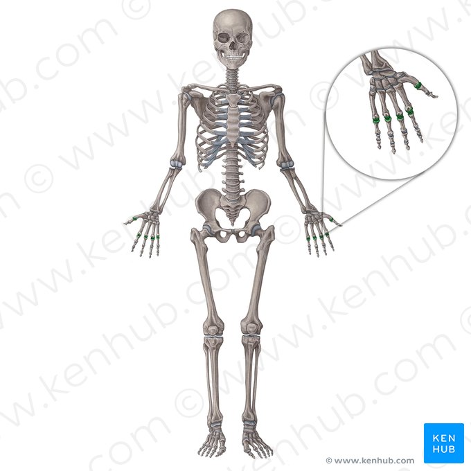 Articulaciones metacarpofalángicas (Articulationes metacarpophalangeae); Imagen: Irina Münstermann