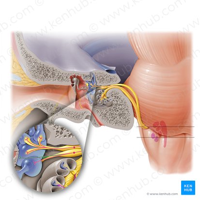 Posterior ampullary nerve (Nervus ampullaris posterior); Image: Paul Kim