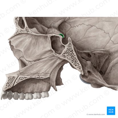 Optic canal (Canalis opticus); Image: Yousun Koh