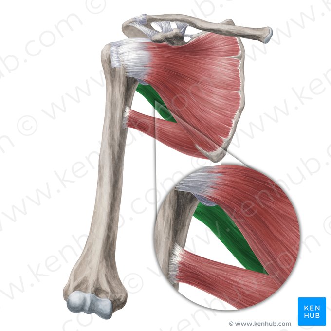 Musculus teres minor (Kleiner Rundmuskel); Bild: Yousun Koh