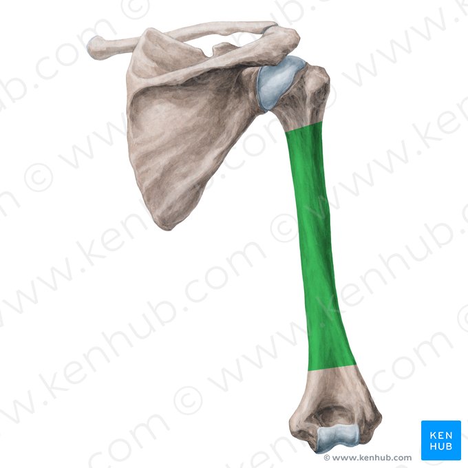 Body of humerus (Corpus humeri); Image: Yousun Koh