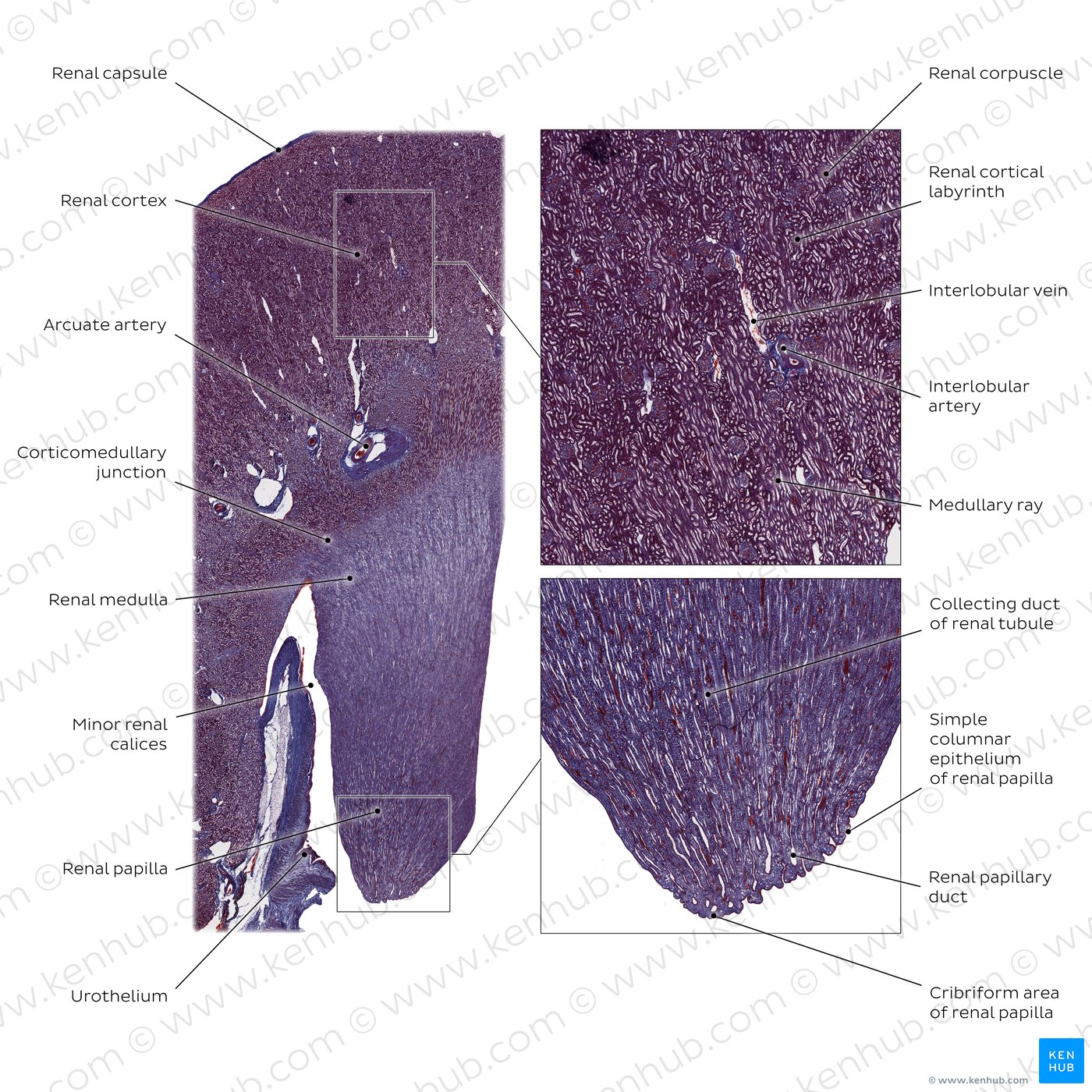 Kidney histology