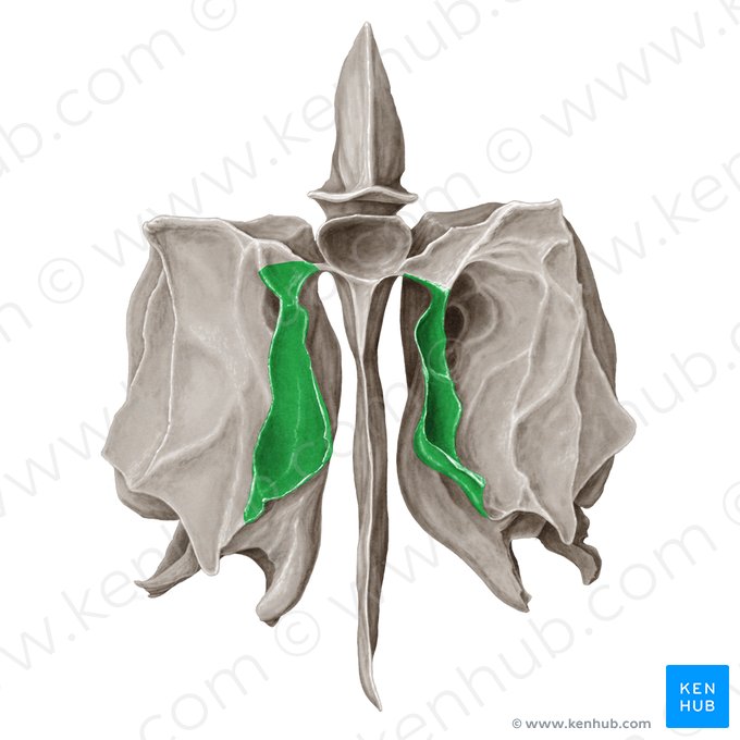 Cornete nasal superior del hueso etmoides (Concha superior nasi ossis ethmoidalis); Imagen: Samantha Zimmerman