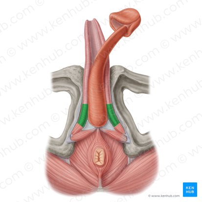 Crus of penis (Crus penis); Image: Samantha Zimmerman