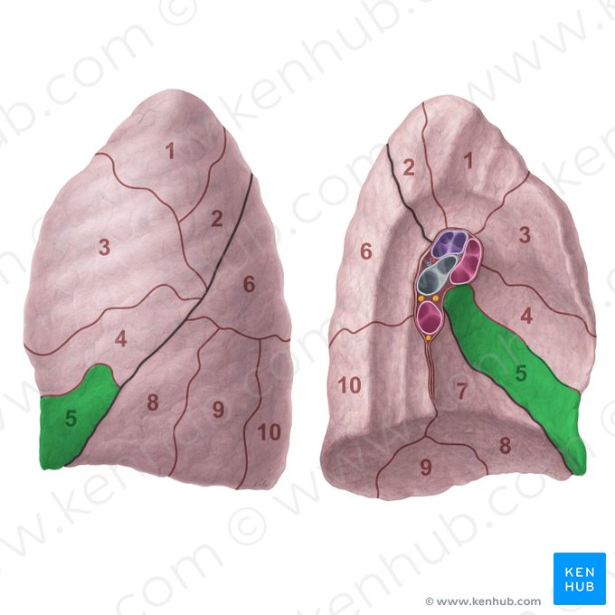 Segmentum lingulare inferius pulmonis sinistri (Unteres Lingulasegment der linken Lunge); Bild: Paul Kim