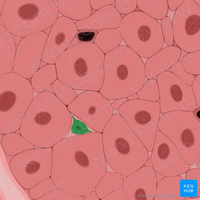 Fibroblast (Fibroblastus); Image: Tal Bavli Ziv