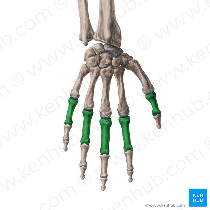 Phalanx proximalis manus (Grundglieder der Finger); Bild: Yousun Koh